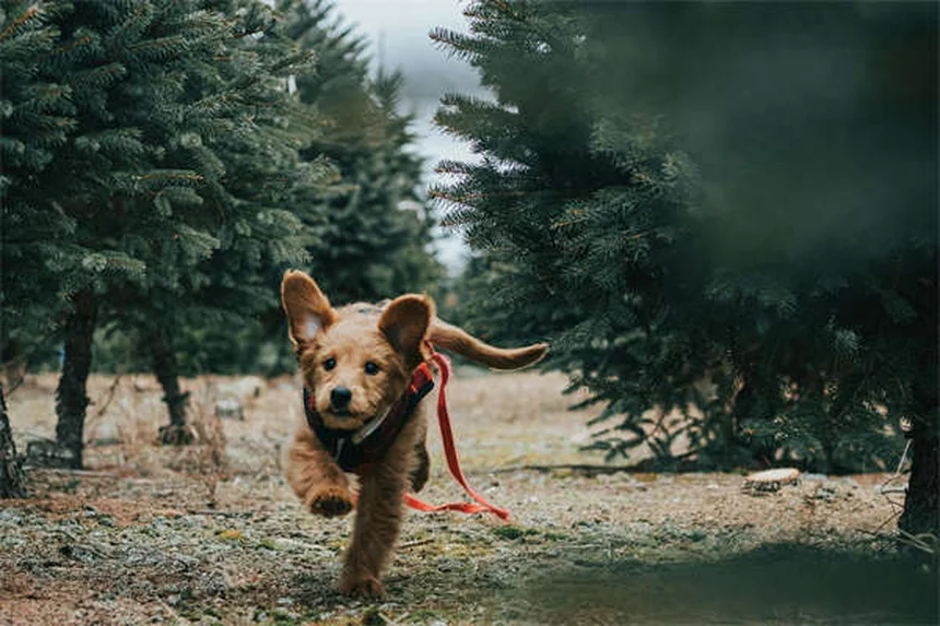 Acura ZDX Cancelled: Why GM-Based EV Failed & What's Next